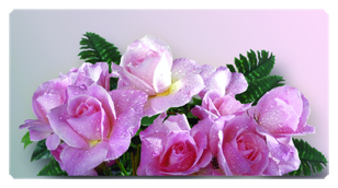 DSC700 064  Bouquet Of Roses Pink